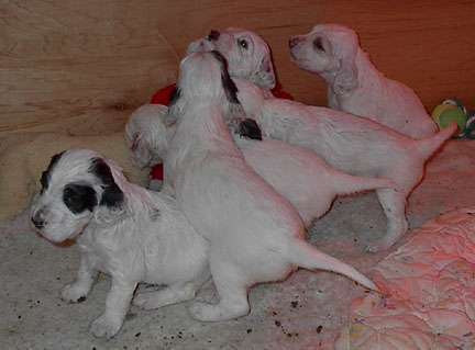 Click for large image