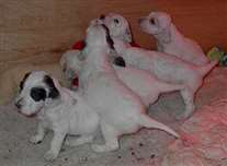 Click for large image