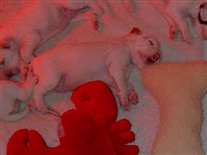 Click for large image