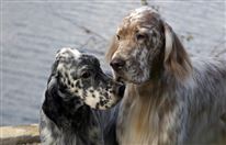 Click for large image