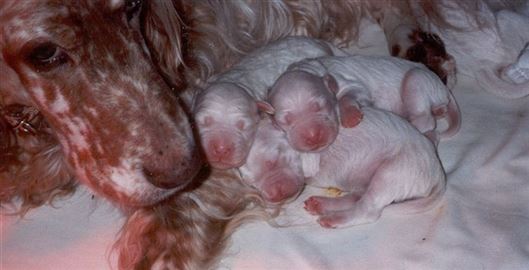 Click for large image