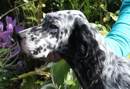 Click for large image