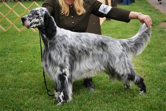 Click for large image