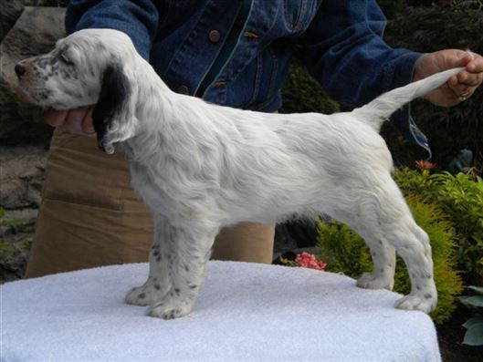 Click for large image