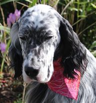 Click for large image