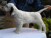 Click for large image