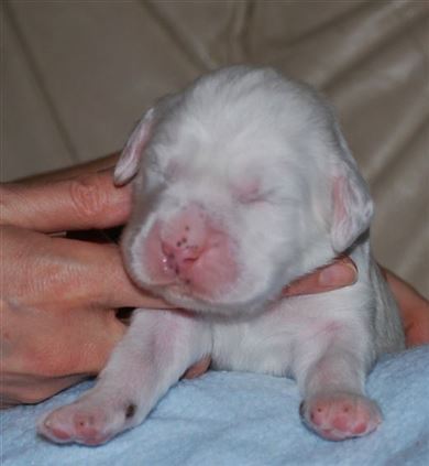 Click for large image