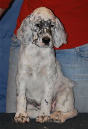 Click for large image