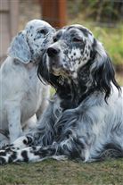 Click for large image