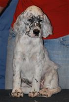 Click for large image