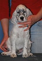 Click for large image