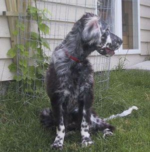 Click for large image