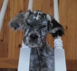 Click for large image