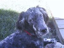 Click for large image