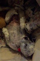 Click for large image