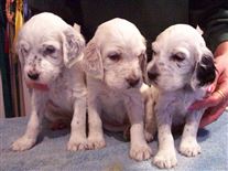 Click for large image