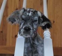 Click for large image