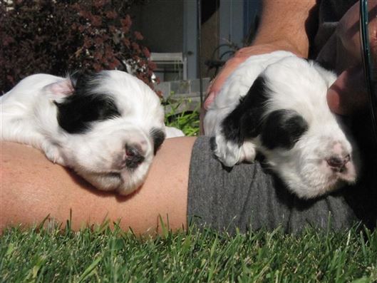 Click for large image