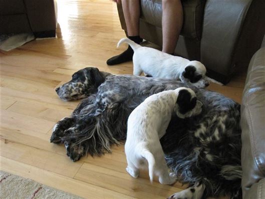 Click for large image