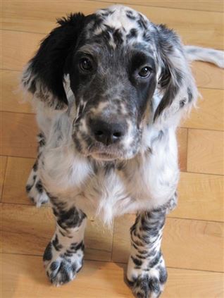 Click for large image