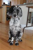 Click for large image