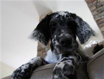 Click for large image