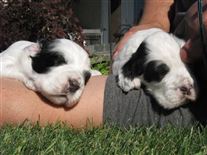 Click for large image