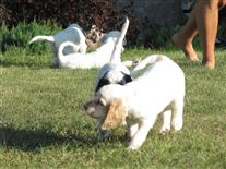 Click for large image