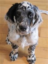 Click for large image