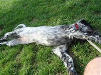 Click for large image