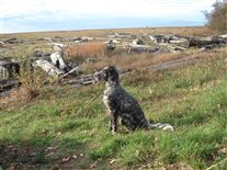 Click for large image