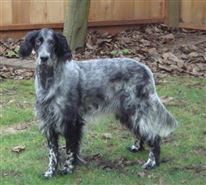 Click for large image