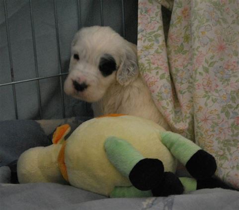 Click for large image