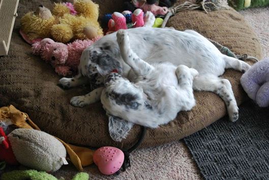 Click for large image