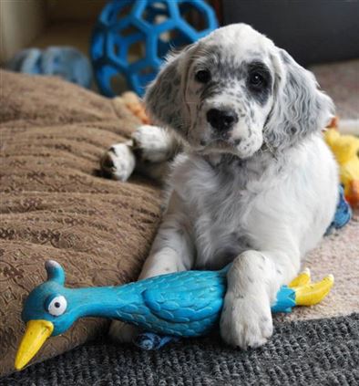 Click for large image