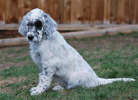 Click for large image