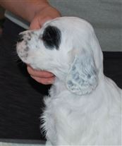 Click for large image