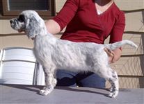 Click for large image