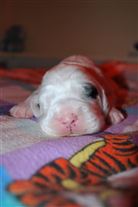 Click for large image