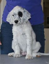 Click for large image