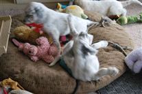 Click for large image