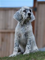 Click for large image