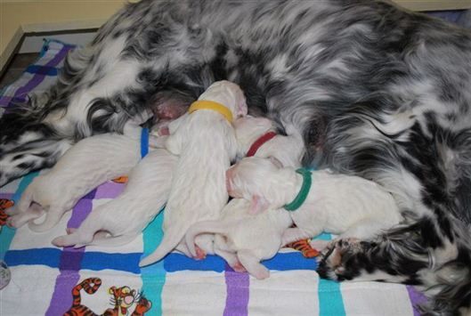 Click for large image