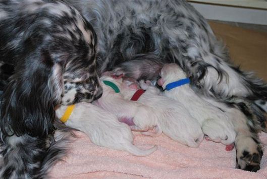 Click for large image