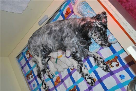 Click for large image