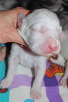 Click for large image