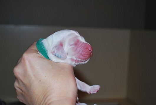 Click for large image