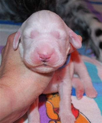 Click for large image