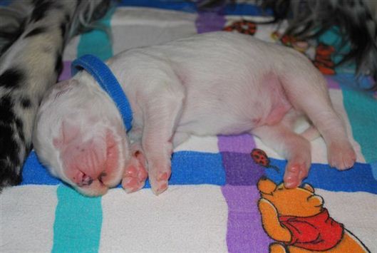 Click for large image