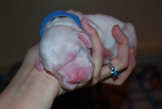 Click for large image